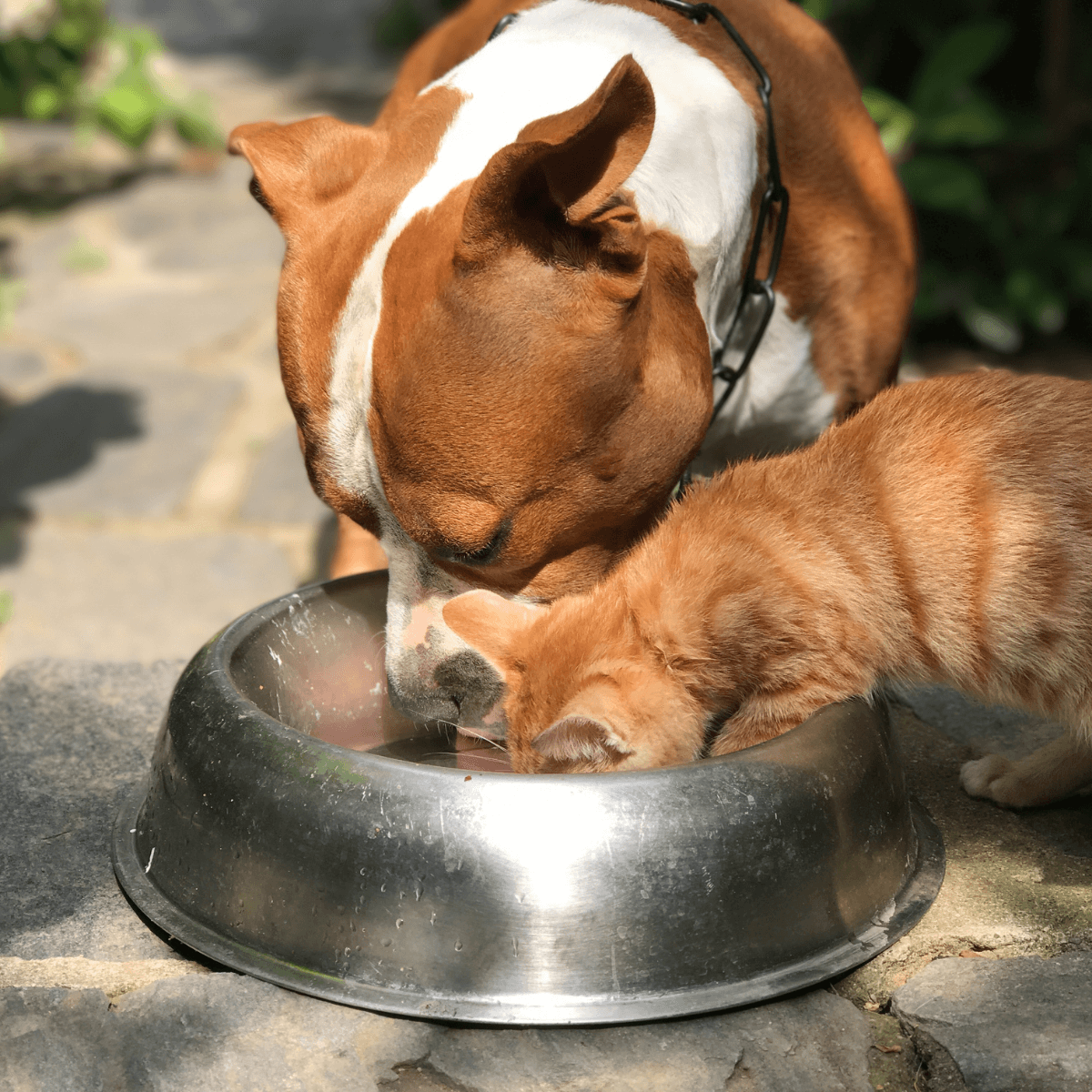 Top Dog and Cat Food Brands in 2025: Healthy Choices for Pets - Paw Easy