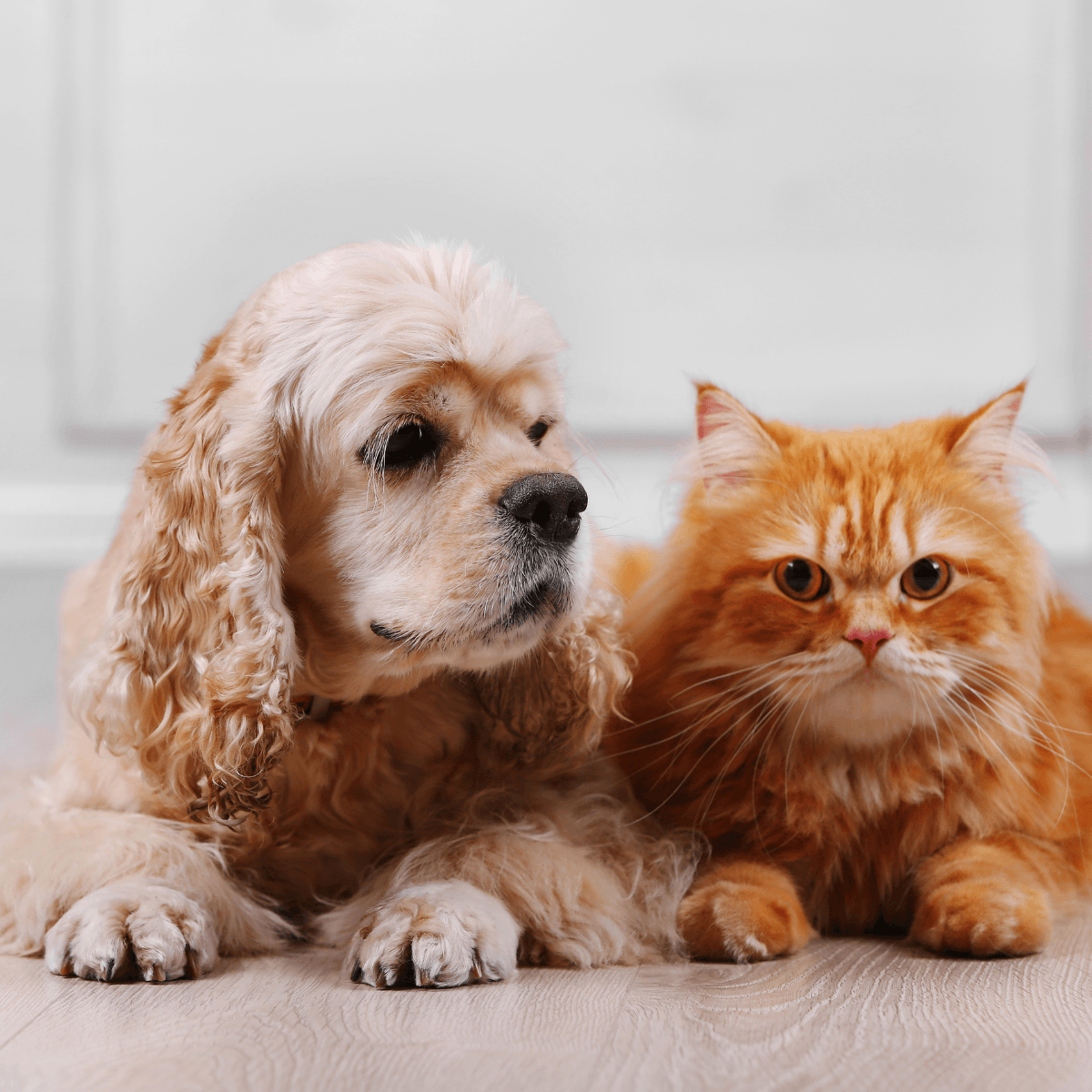 Understanding Dog and Cat Behavior: Expert Tips for Pet Owners - Paw Easy