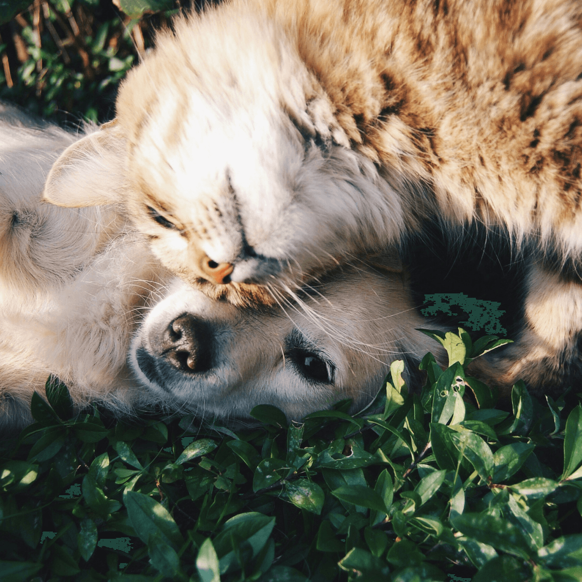 Best Pet Products for Dogs and Cats in 2025: Must-Have Essentials for Every Pet Owner - Paw Easy
