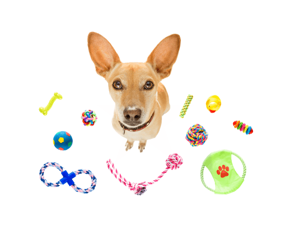 Toys & Play Time - Paw Easy
