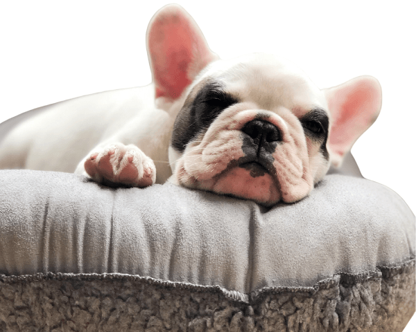 Pet Comfort & Sleep - Paw Easy